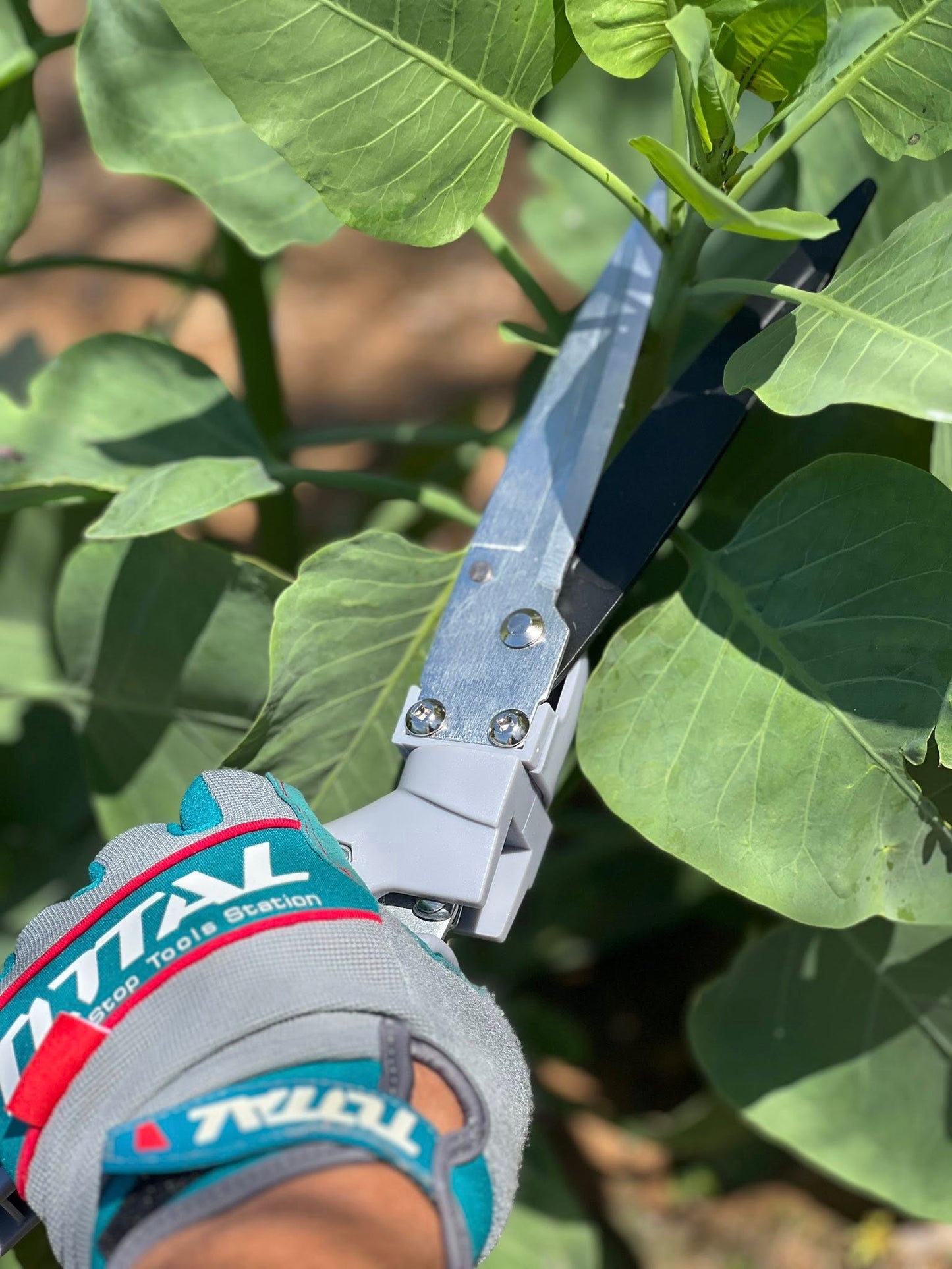 مقص عشب برؤوس متحركه من Total